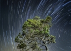 Tree trail